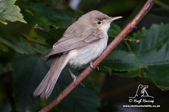 Eastern Olivaceous Warbler
