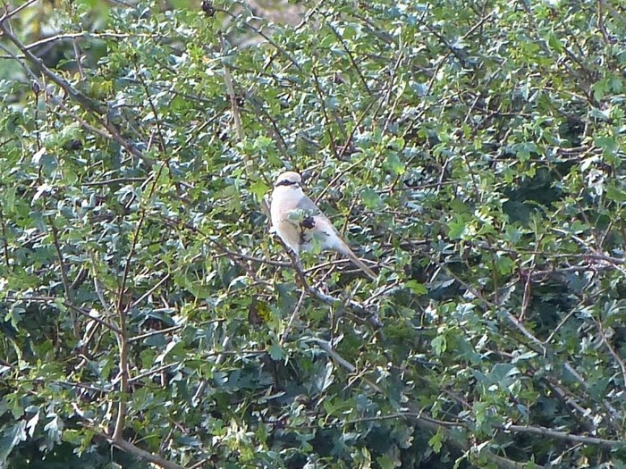 Daurian Shrike