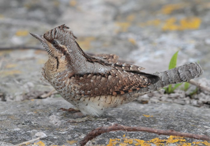 Wryneck