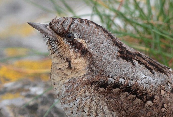 Wryneck
