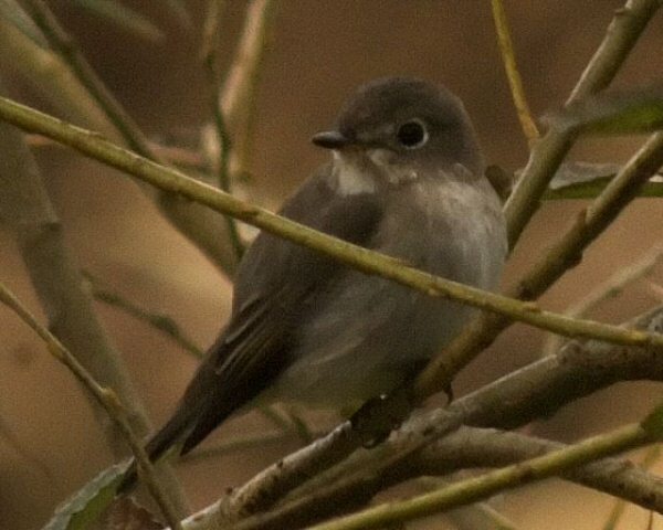 Brown Flycatcher