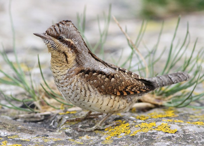 Wryneck