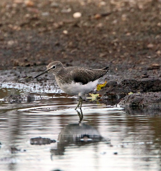 Green Sandpiper
