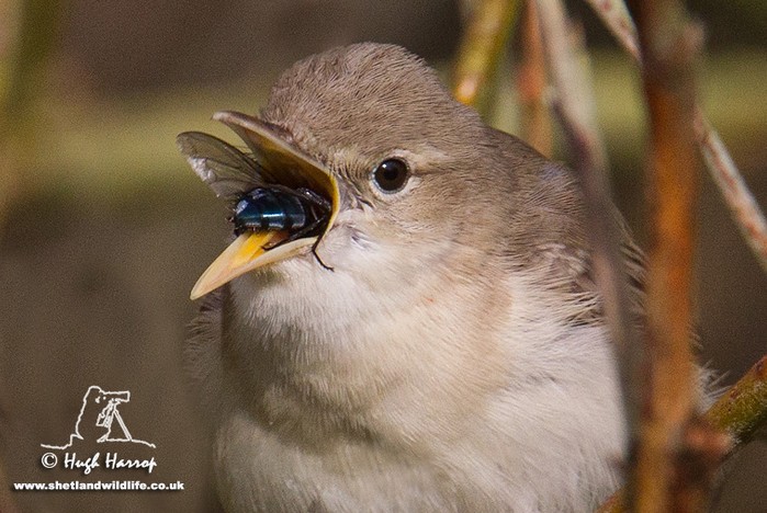 Eastern Olivaceous Warbler