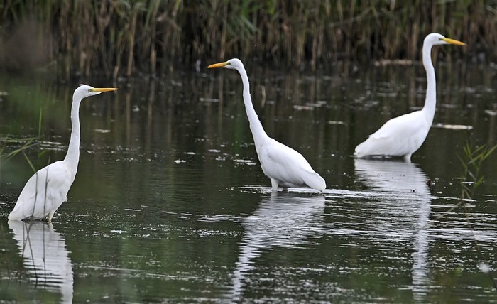 Great White Egret