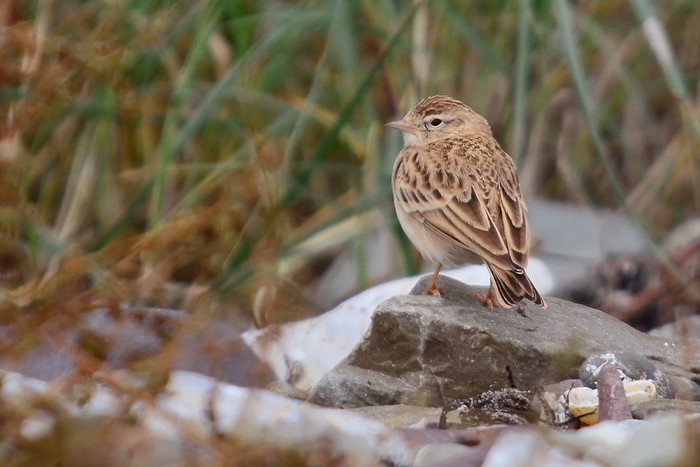 Short-toed Lark