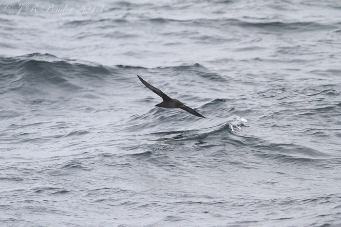 Sooty Shearwater