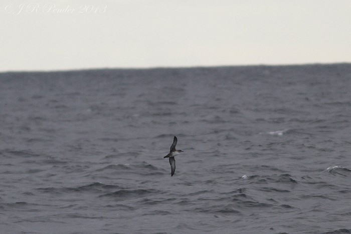 Balearic Shearwater