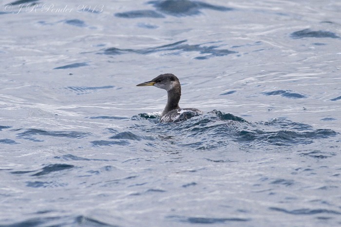 Red-necked Grebe