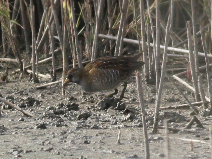 Sora
