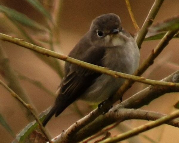 Brown Flycatcher