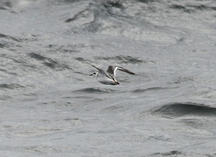 Grey Phalarope