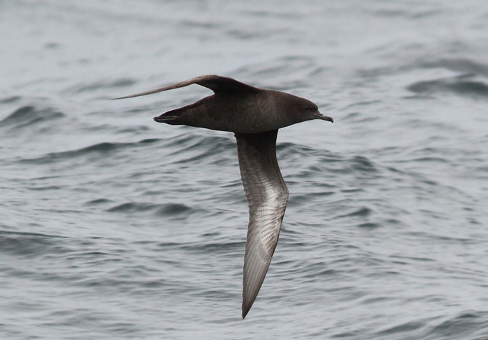 Sooty Shearwater
