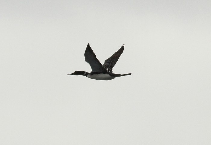 Great Northern Diver