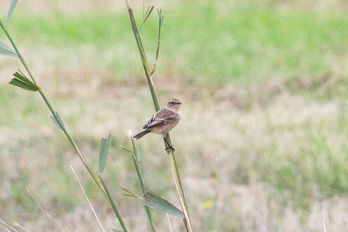 Siberian Stonechat
