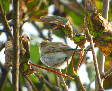 Western Bonelli's Warbler