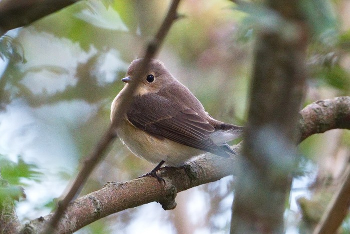 Red-breasted Flycatcher