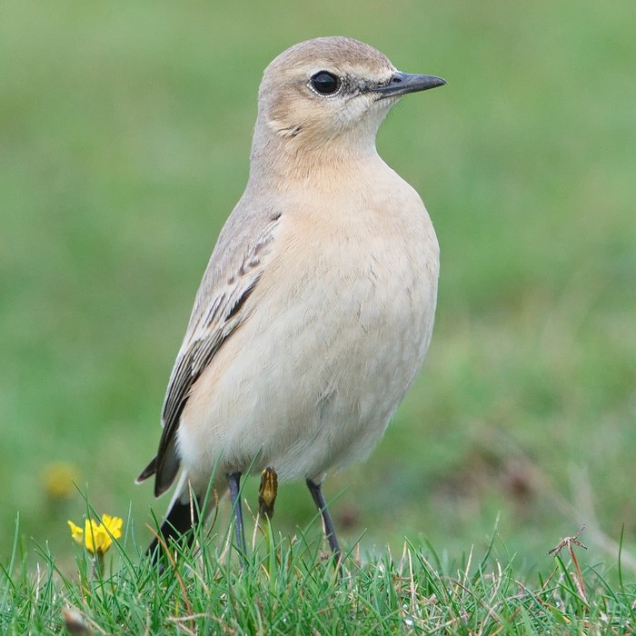 Isabelline Wheatear