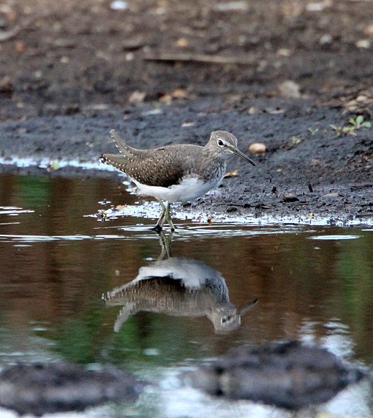 Green Sandpiper