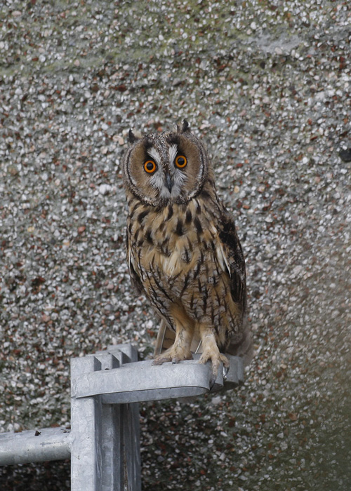 Long-eared Owl