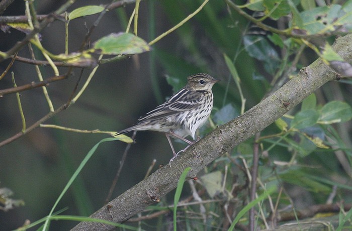 Pechora Pipit
