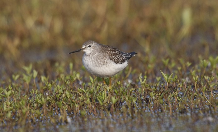 Lesser Yellowlegs