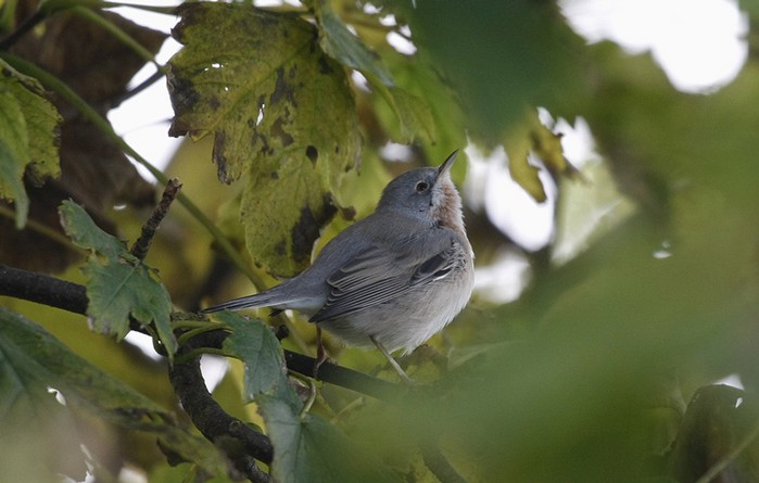 Eastern Subalpine Warbler