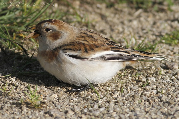 Snow Bunting