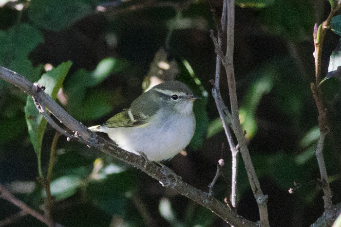 Yellow-browed Warbler