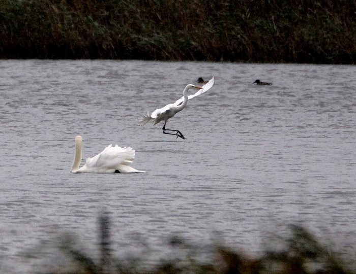 Great White Egret