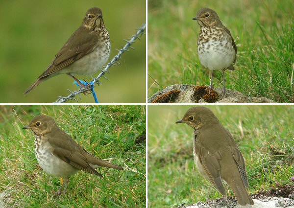 Swainson's Thrush