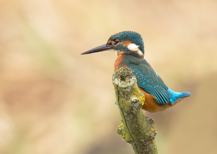 Kingfisher