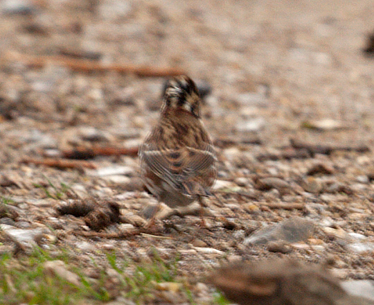 Rustic Bunting