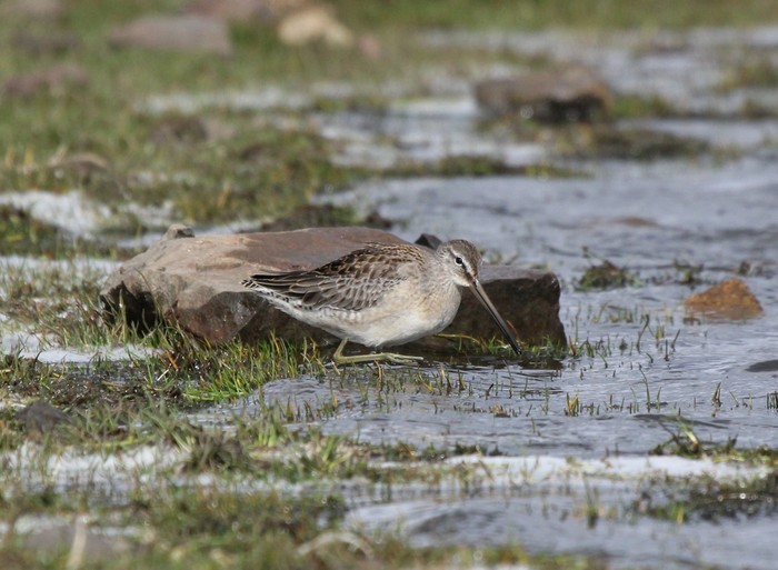 Long-billed Dowitcher