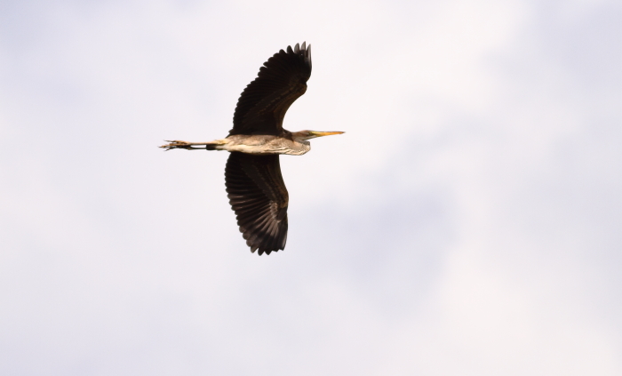 Purple Heron