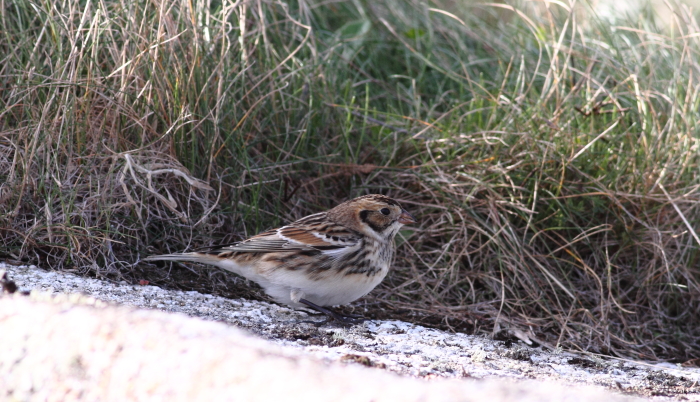 Lapland Bunting