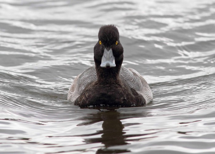 Lesser Scaup