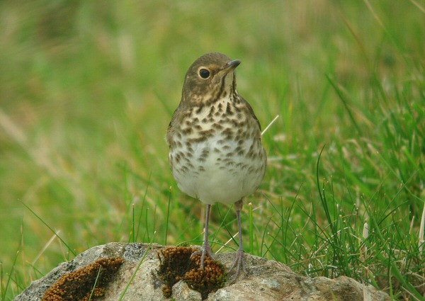 Swainson's Thrush