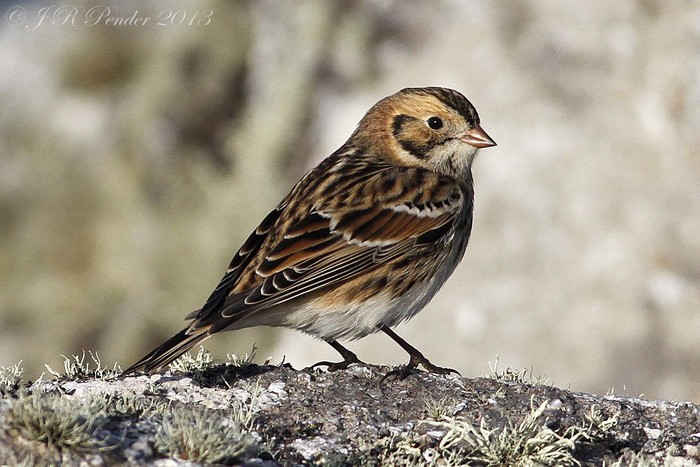 Lapland Bunting