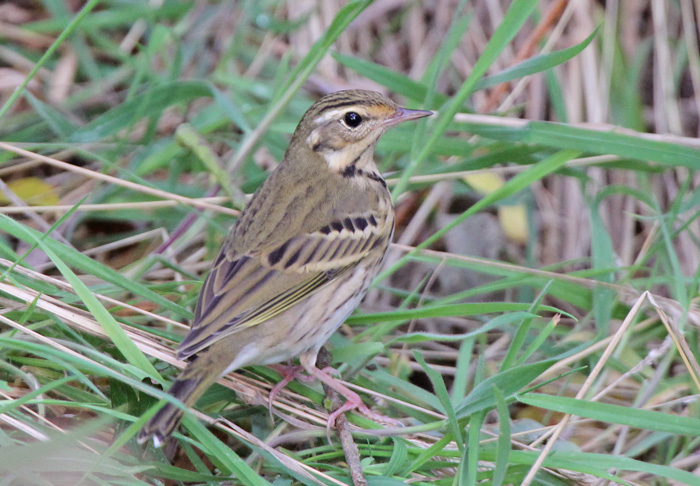 Olive-backed Pipit