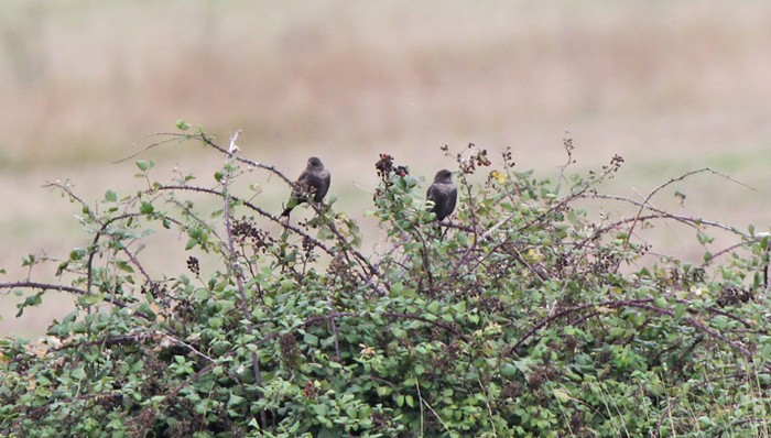Ring Ouzel