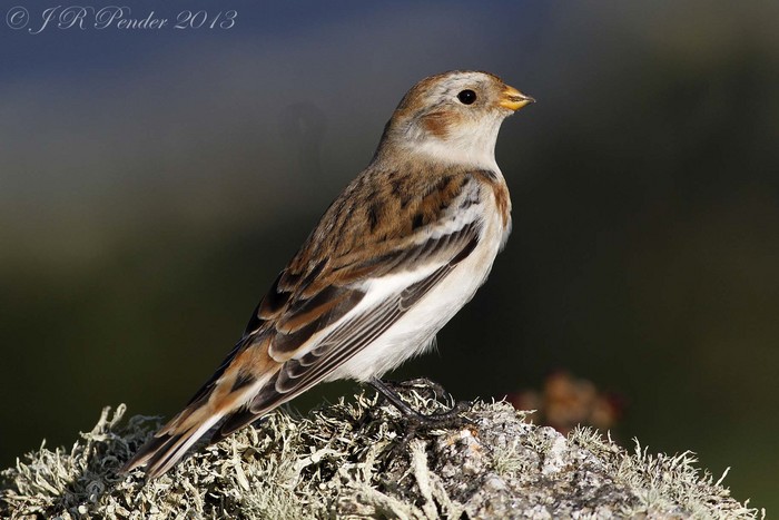 Snow Bunting