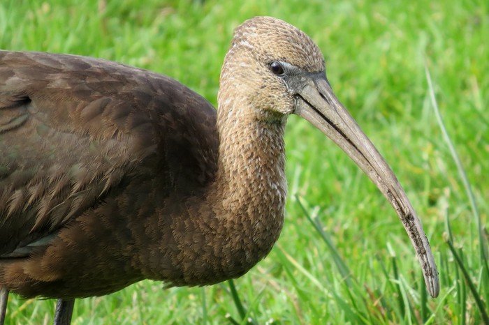 Glossy Ibis