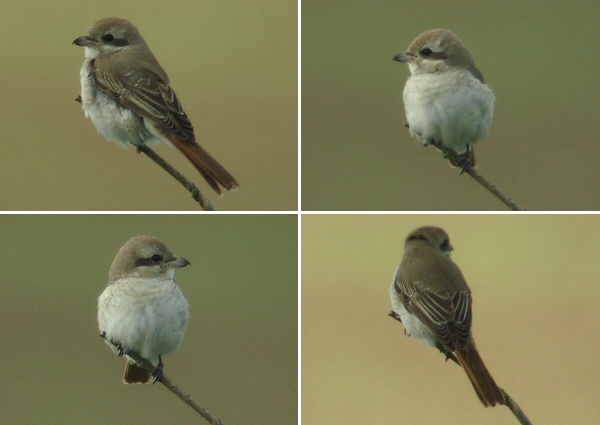 Turkestan Shrike
