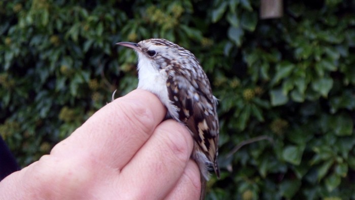 Northern Treecreeper