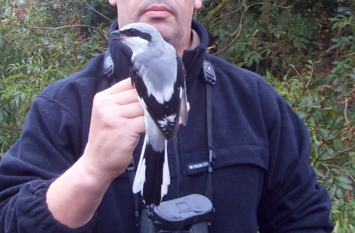 Great Grey Shrike