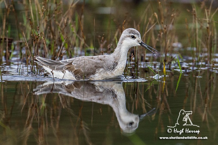 Wilson's Phalarope