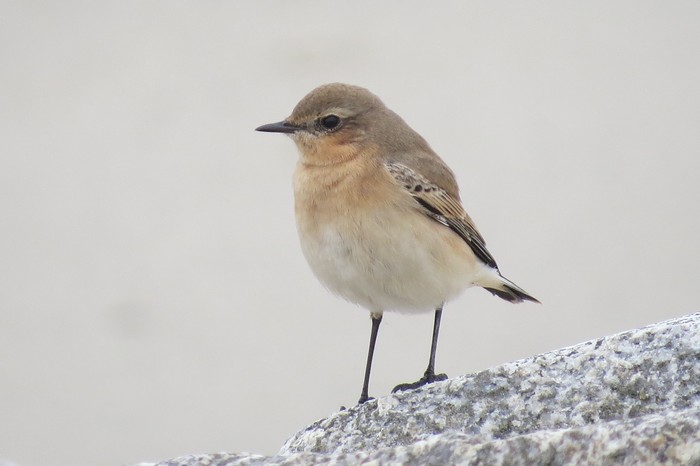 Wheatear