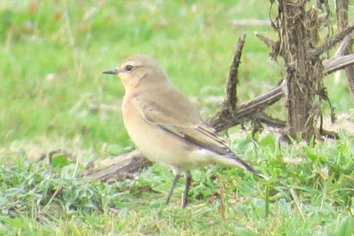 Wheatear