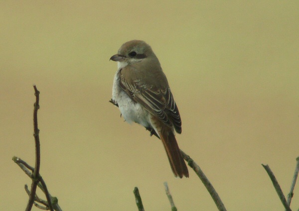 Turkestan Shrike